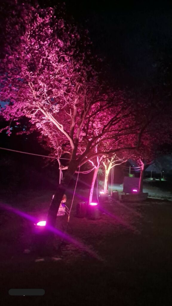 Illuminazione della Festa del Gin ad Abazia di Masio Chiome degli alberi accese di rosa dai fari xenon alla Festa del Gin di Abazia