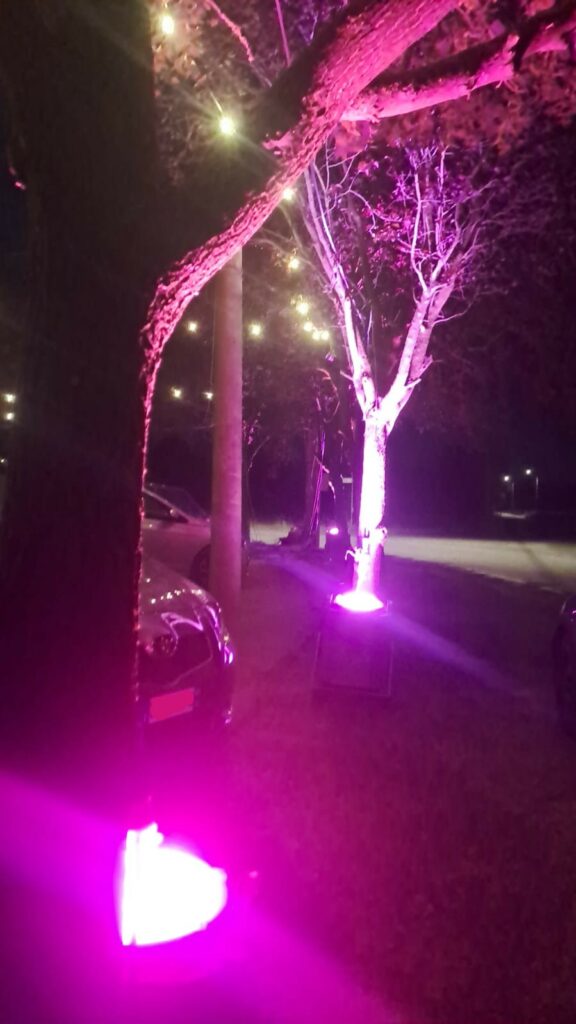 Illuminazione della Festa del Gin ad Abazia di Masio Faro xenon a terra che illumina di rosa il tronco di un albero alla Festa del Gin